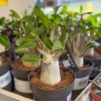 Adenium (Adenium obesum) ‘ANSU BAOBAB’ - výška 10-15 cm, kont. C1L